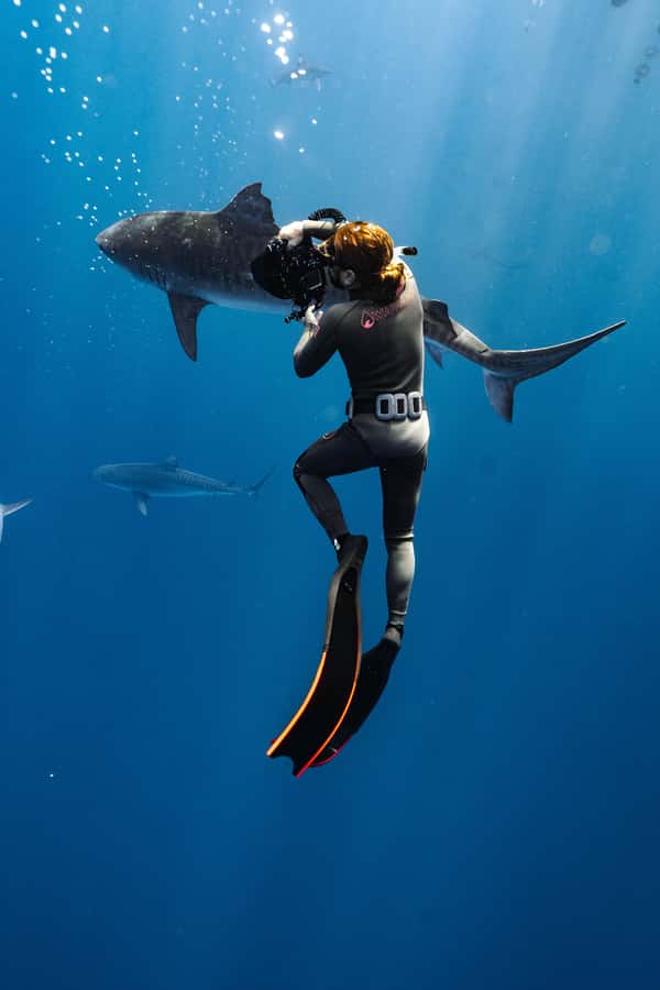Oahu: Cageless Shark Dive Adventure - Photography and capturing the moment without messing up the rules