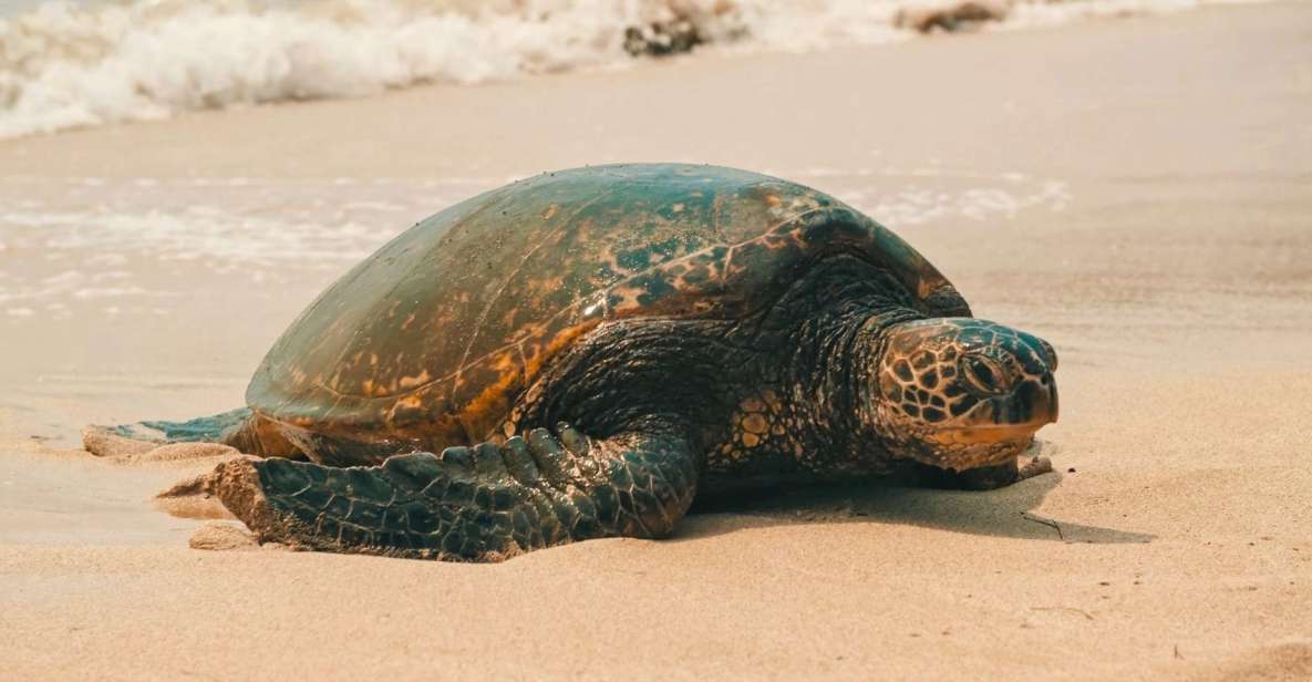 Oahu Circle Island Tour - Best Spots & Beaches - Route basics: what you’re really buying for $139