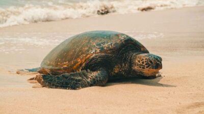 Oahu Circle Island Tour - Best Spots & Beaches - Hotel pickup and small-group comfort in the van