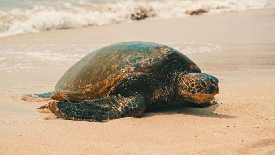 Oahu Circle Island Tour - Best Spots & Beaches - Hotel pickup and small-group comfort in the van