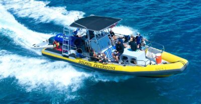 Oahu: Dolphin Swim and Turtle Snorkel Excursion in Waianae - Pickup from Waikiki and Ko Olina: why timing feels like the whole game