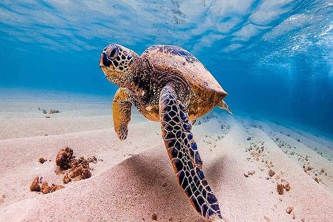 Oahu Grand Circle Island Tour Departing from Waikiki - The 10–11 hour “grand circle” pace: see a lot, but plan like a passenger