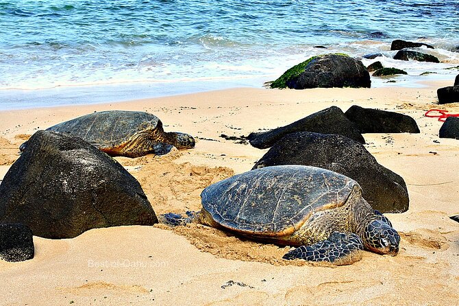 OAHU GRAND CIRCLE Waimea Waterfall, Turtle Beach, North Shore. - Price and Value: Is $170 a Fair Deal?
