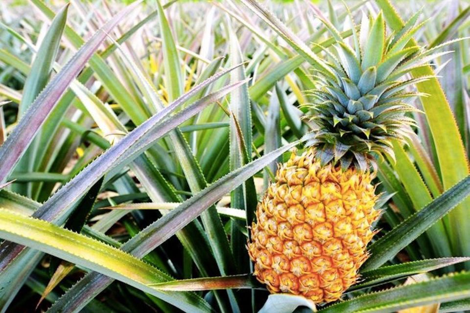 Oahu: Guided Tour of North Shore and Waimea Botanical Garden - North Shore and East End: Why This Day Tour Works