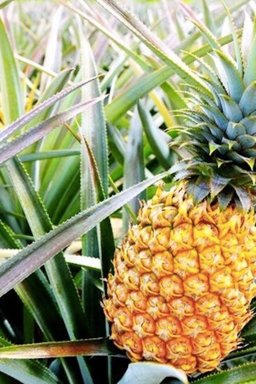 Oahu: Guided Tour of North Shore and Waimea Botanical Garden - Timing, Transport, and Group Style in a 9-Hour Day