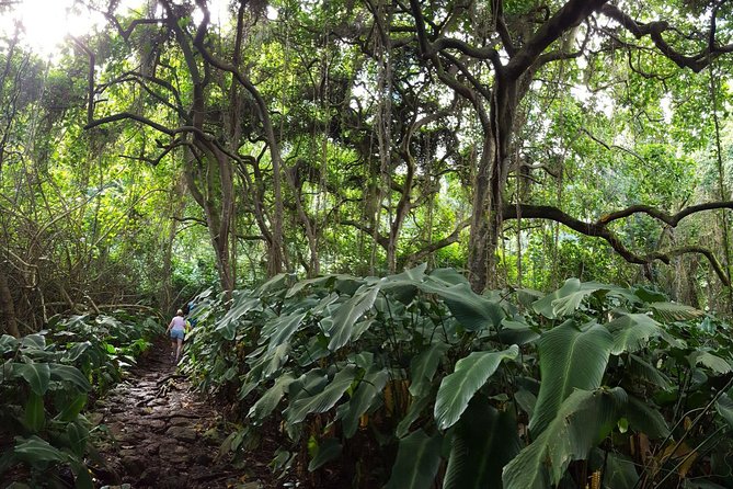 Oahu Hidden Waterfall Hike: A Tropical Paradise Adventure - Price and Value: Is $92.31 Worth It on Oahu?
