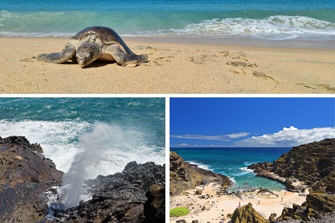 Oahu Island Tour: 13 ppl Max, Snorkel at Turtle Beach + Lunch - The Value Angle: What $149 Buys You (and Why It Matters)