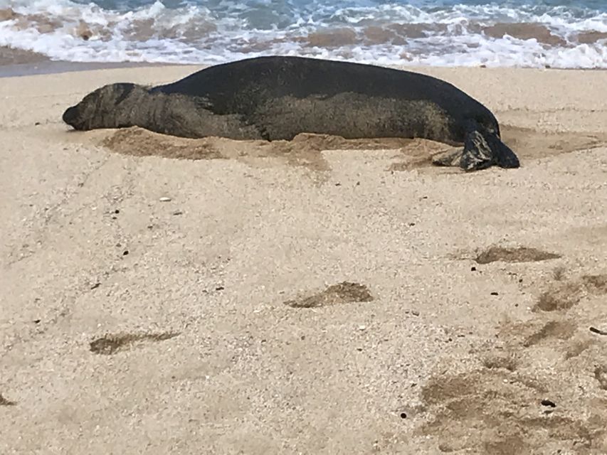 Oahu: Manoa Falls Hike and east side beach day - Kailua Beach Park: gentle surf, easy vibes, and wildlife watch