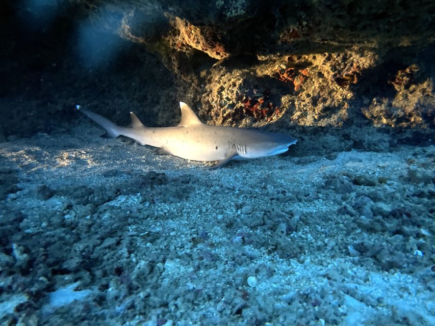 Oahu Night Dive: Adventure for Certified Divers - Key points to know before you go