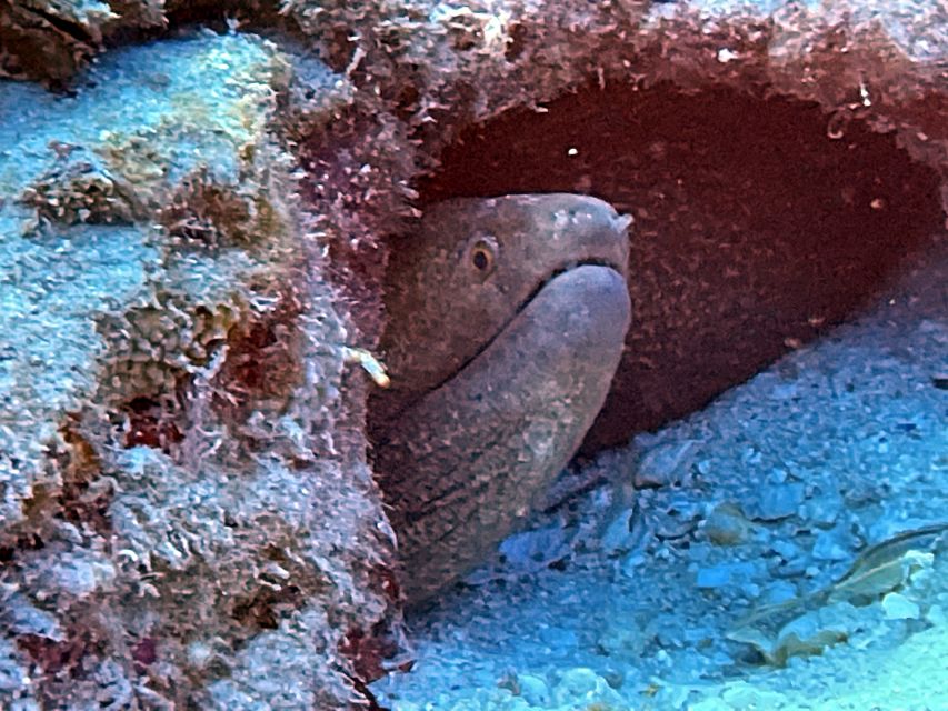 Oahu Night Dive: Adventure for Certified Divers - Who should book this night scuba session