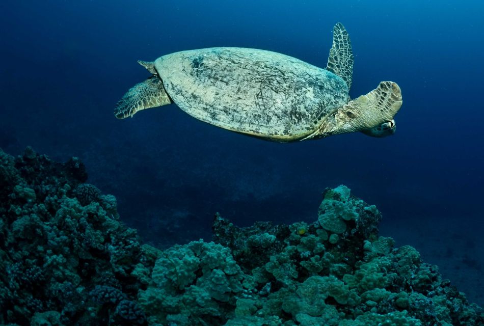Oahu Night Dive: Adventure for Certified Divers - What’s included (and why it’s better than it sounds)