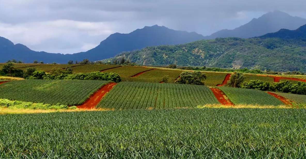 Oahu: North Shore Dole Pineapple Farm Tour - Key things to know before you go
