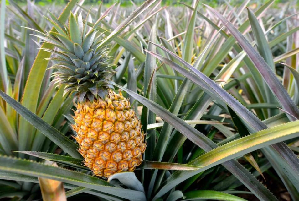 Oahu: North Shore Dole Pineapple Farm Tour - Greenworld Coffee Farm: a breakfast-and-coffee breather with local context