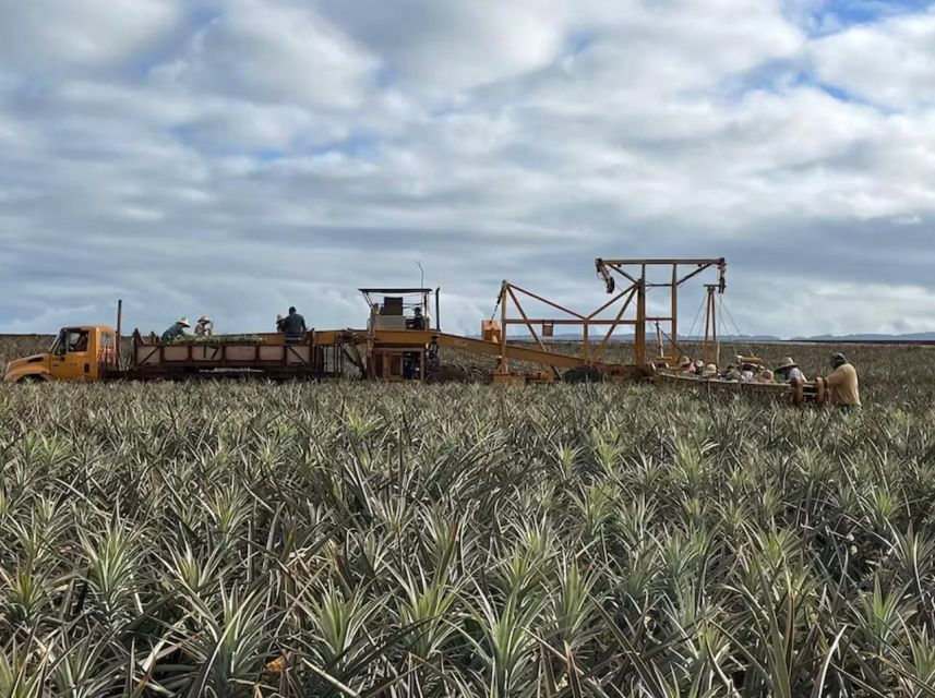 Oahu: North Shore Dole Pineapple Farm Tour - Price and value: is $149 for 7 hours worth it?