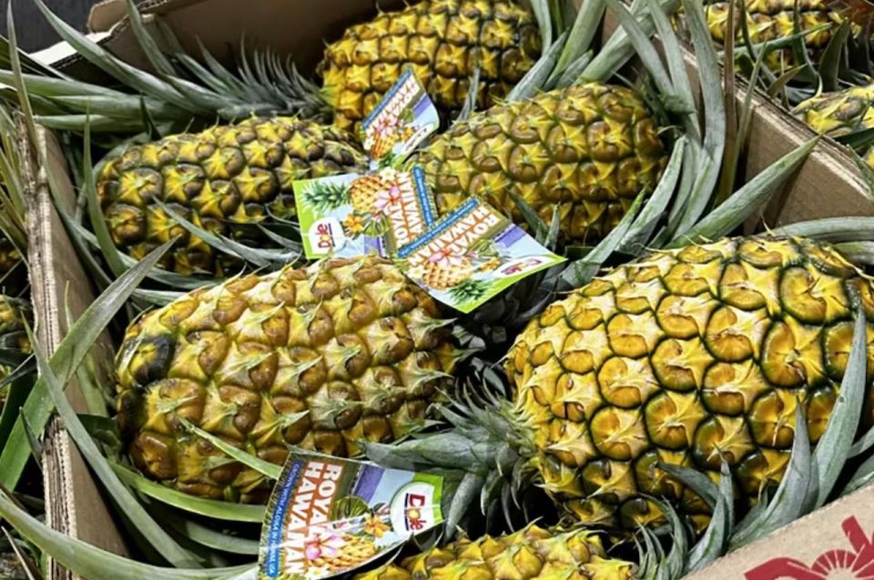 Oahu: North Shore Dole Pineapple Farm Tour - Working pineapple farm viewing at Dole: what the Dole Process teaches you
