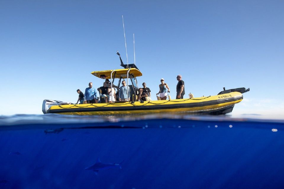 Oahu: North Shore Marine Life Tour from Haleiwa - Marine life odds: sharks, dolphins, turtles, rays, and winter whales