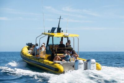 Oahu: North Shore Marine Life Tour from Haleiwa - The 90-minute Ka’ena Coast Cruise: How the Timing Works