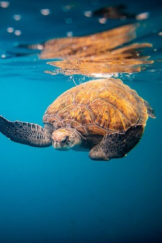 Oahu: North Shore Snorkeling Tour from Haleiwa - North Shore Snorkeling From Haleiwa: The Big Idea