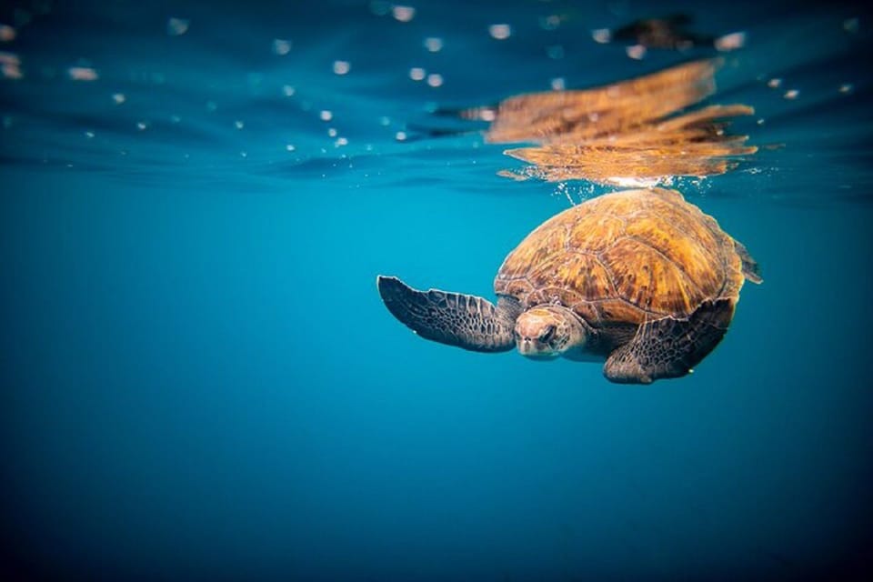 Oahu: North Shore Snorkeling Tour from Haleiwa - Gear, What to Bring, and What’s Provided