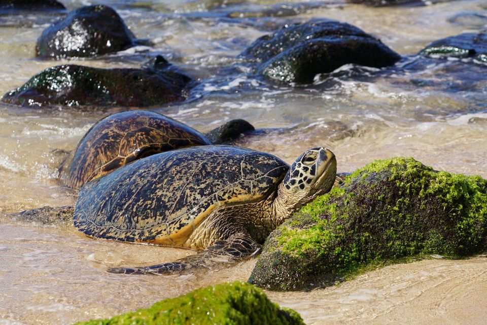 Oahu: North Shore Waterfall Swim - Key Highlights You’ll Care About