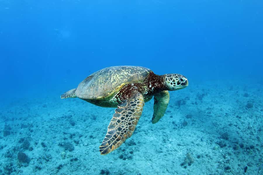 Oahu: Off road Stand-Up ATV and Sunset Snorkel Cruise - Price and Value: Is $270 Per Person Actually Fair?