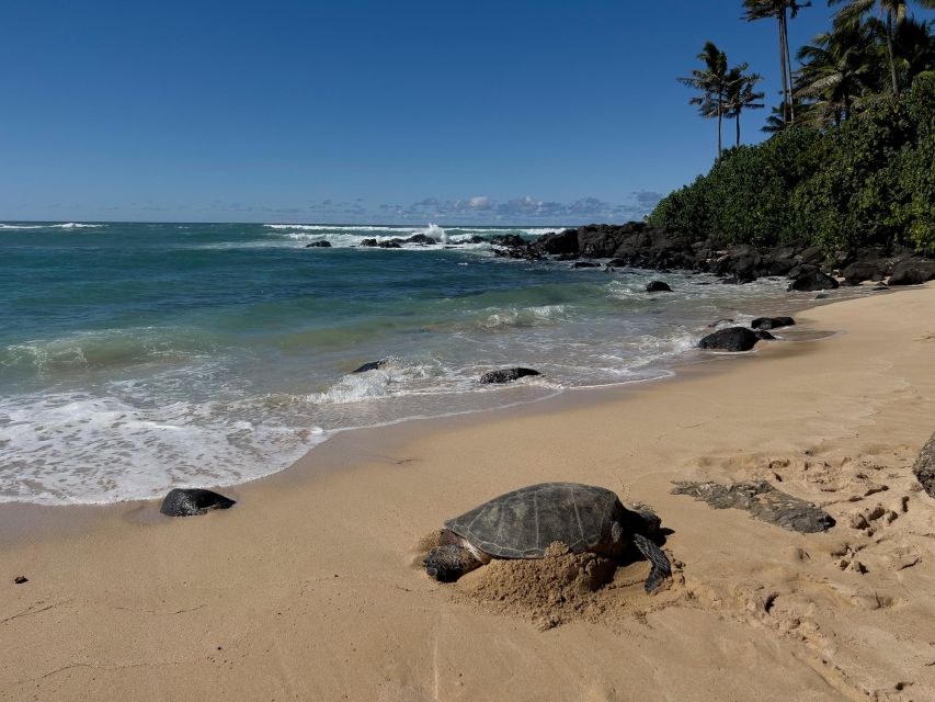Oahu: Private Best of Oahu Sightseeing Tour - Key points worth planning around