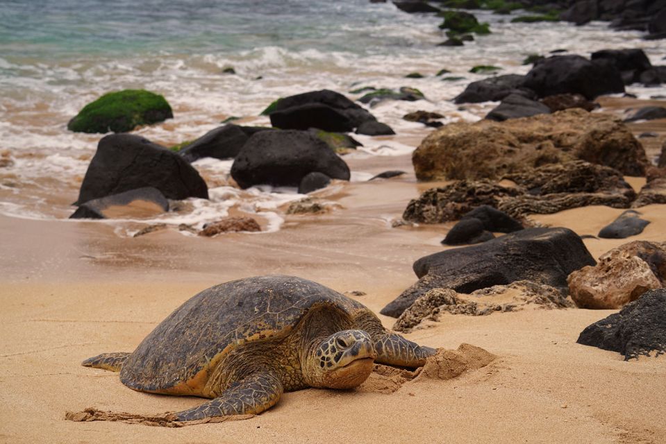 Oahu: Private Best of Oahu Sightseeing Tour - What to Bring (and the Vehicle Rules That Matter)