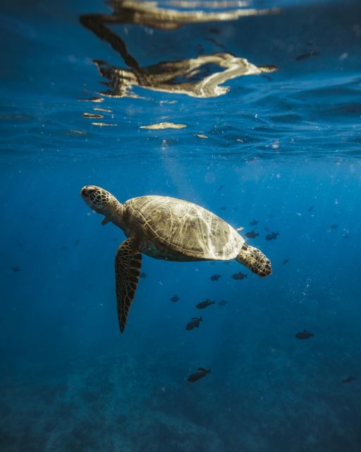Oahu: Private Catamaran Sunset Cruise & Optional Snorkeling - From Kewalo Basin to Diamond Head and Back: The Two-Hour Flow