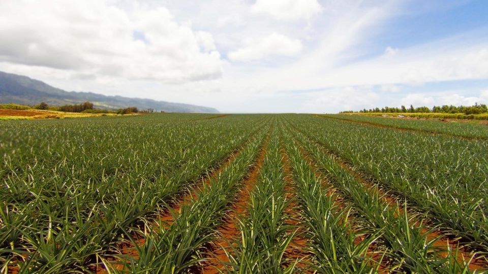 Oahu: Private Custom Island Tour - Movie Spots and Ranch Country at Kualoa Ranch