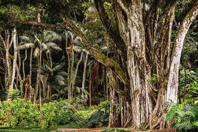 Oahu Private Tour North Shore, Waimea Falls and Dole Plantation - Waimea Falls hike: when that extra ticket is worth it