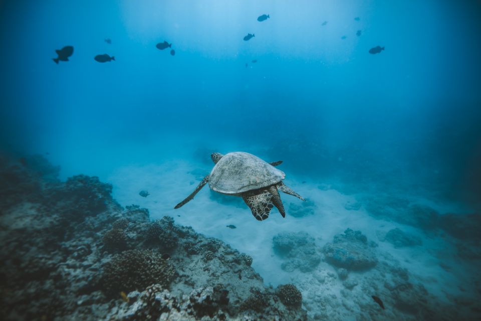 Oahu: Private Turtle Snorkeling with Customizable Itinerary - From Kewalo Basin to Turtle Canyon: How the 2 Hours Unfold