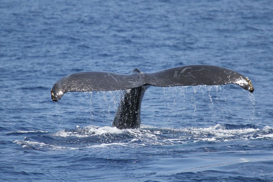 Oahu: Seasonal Whale Watch Cruise - Key things to know before you go