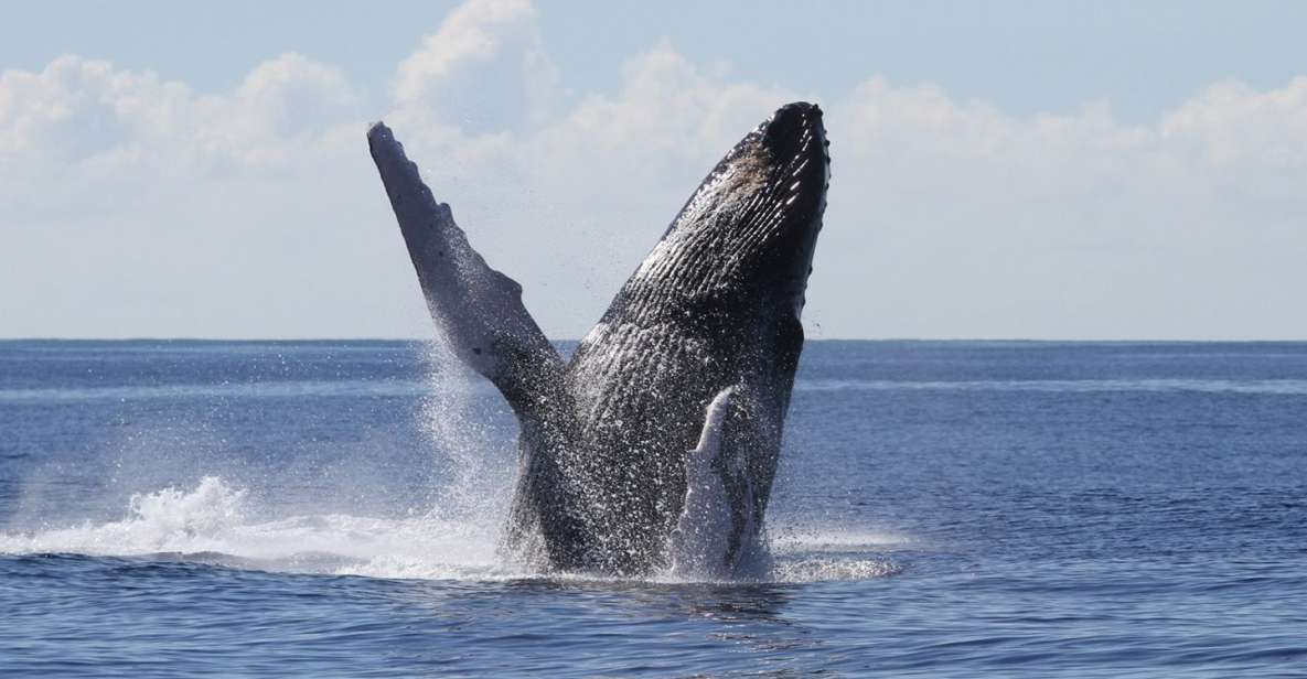 Oahu: Seasonal Whale Watch Cruise - Getting to Pier 6 at Aloha Tower Marketplace (and why timing matters)