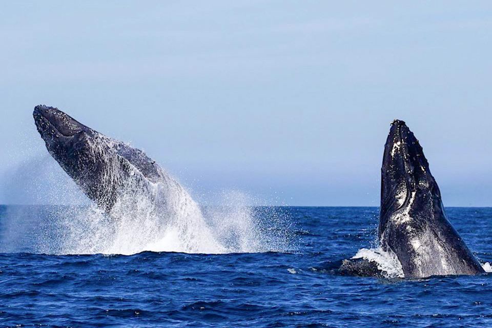 Oahu: Seasonal Whale Watch Cruise - The naturalist talk: what you’re actually learning about humpbacks