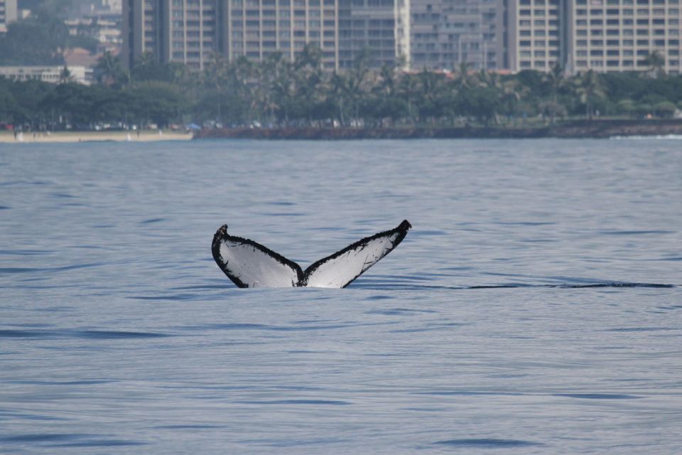 Oahu: Seasonal Whale Watch Cruise - How the 150 minutes play out on the water
