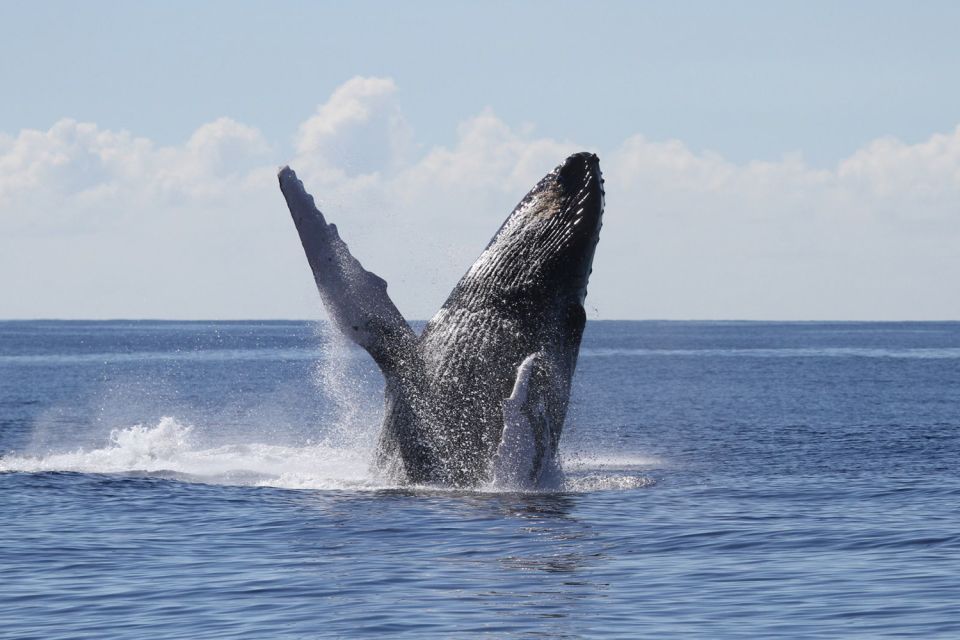 Oahu: Seasonal Whale Watch Cruise - Choosing the right deck: open air vs. air-conditioned whale watching