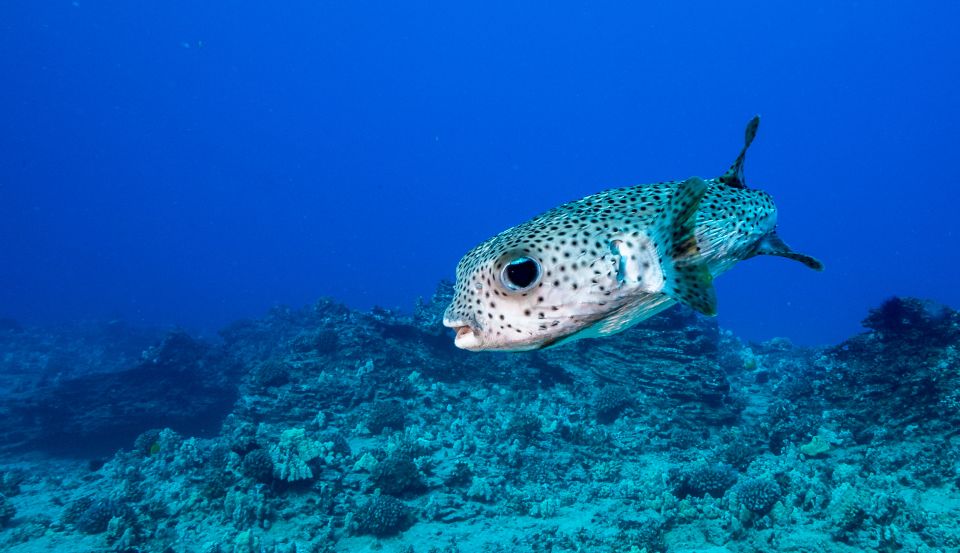 Oahu: Shallow Reef Scuba Dive for Certified Divers - Meeting at Ala Moana: What your start sets up for