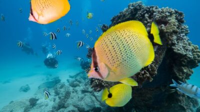 Oahu: Shallow Reef Scuba Dive for Certified Divers - The 3-hour flow: How the timing works once you’re on board