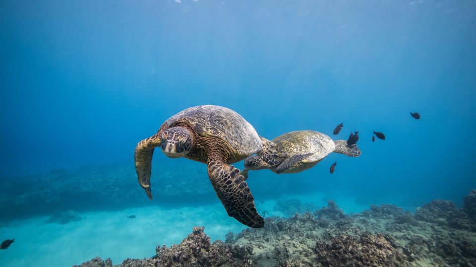 Oahu: Shallow Reef Scuba Dive for Certified Divers - Price check: Is $248 worth it for 3 hours in Southern Oahu?