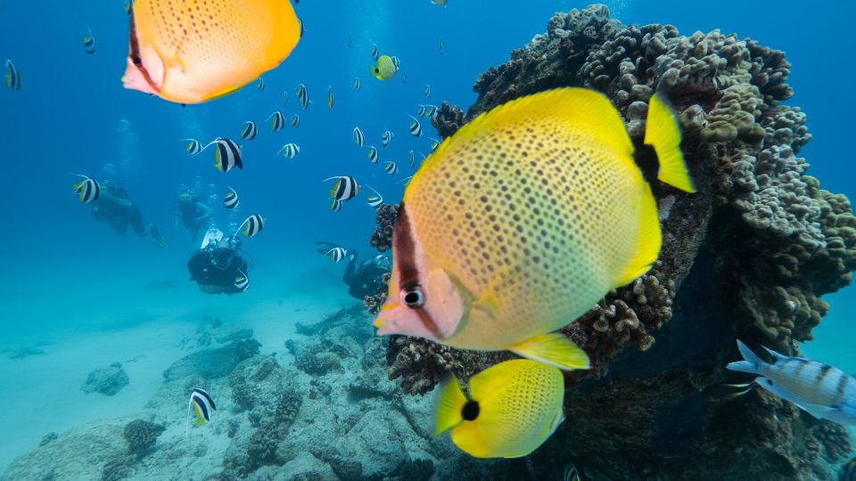 Oahu: Shallow Reef Scuba Dive for Certified Divers - The 3-hour flow: How the timing works once you’re on board