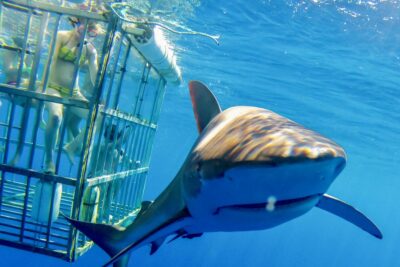 Oahu: Shark Cage Dive on the North Shore - Safety First: What the Cage Really Gives You