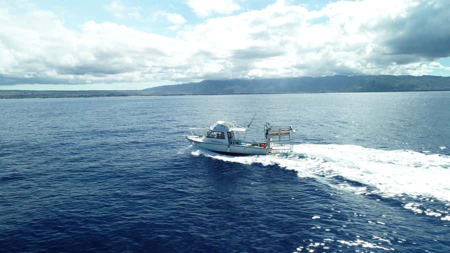 Oahu: Shark Cage Diving Experience - North Shore timing: what the 2-hour experience actually looks like