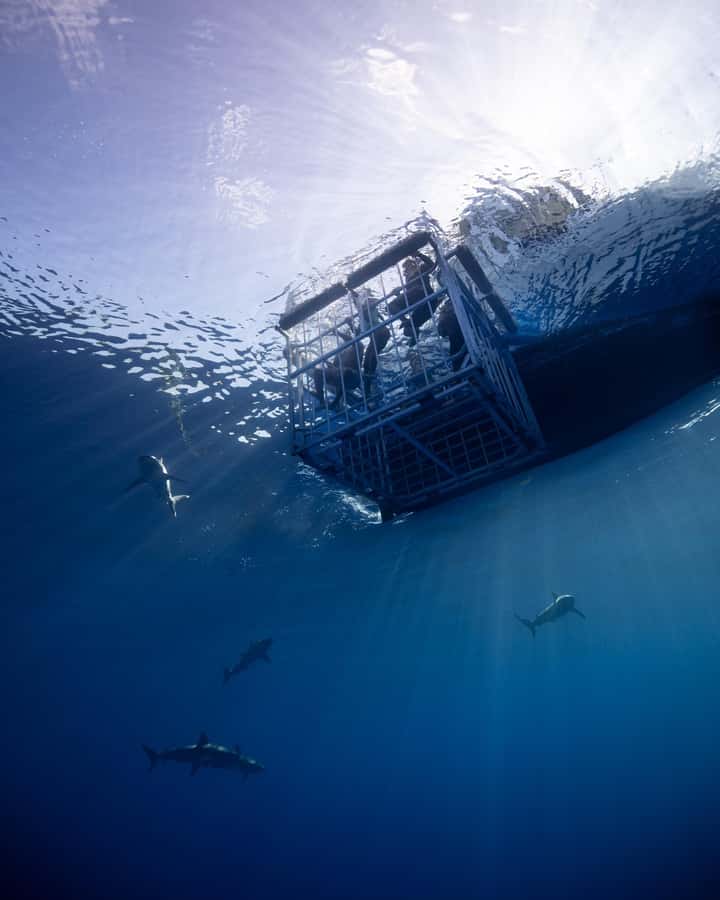 Oahu: Shark Cage Diving Experience - The sharks you’ll likely see: Galapagos and sandbar in Hawaiian waters