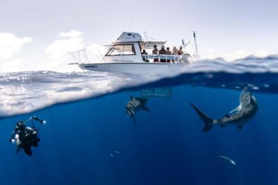 Oahu: Shark Cage Diving Experience - On the boat and in the cage: why you get close without touching