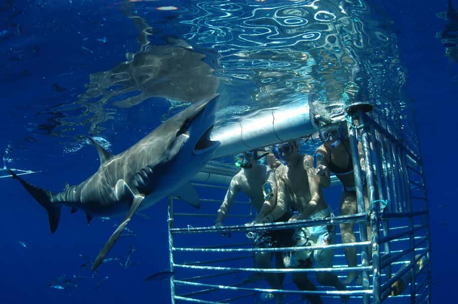 Oahu: Shark Cage Diving Experience - Gear checklist: pack smart for sun, water, and photos