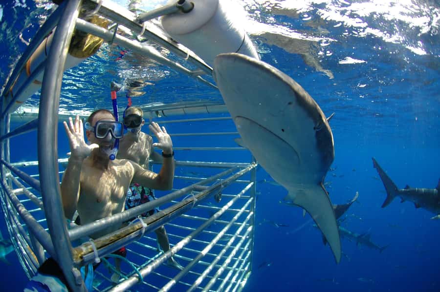 Oahu: Shark Cage Diving Experience - Rules that keep things safe (and why you’ll feel more relaxed)