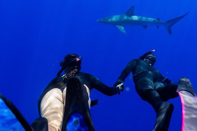 Oahu Shark Dive Educational Tour (No cage) - Waialua Bay Stop: Dolphins, Flying Fish, and Winter Humpback Chances