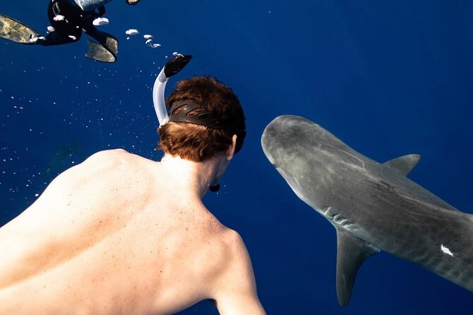 Oahu Shark Dive Educational Tour (No cage) - Gear, Wet Suit Feel, and How the Photo Package Changes the Value
