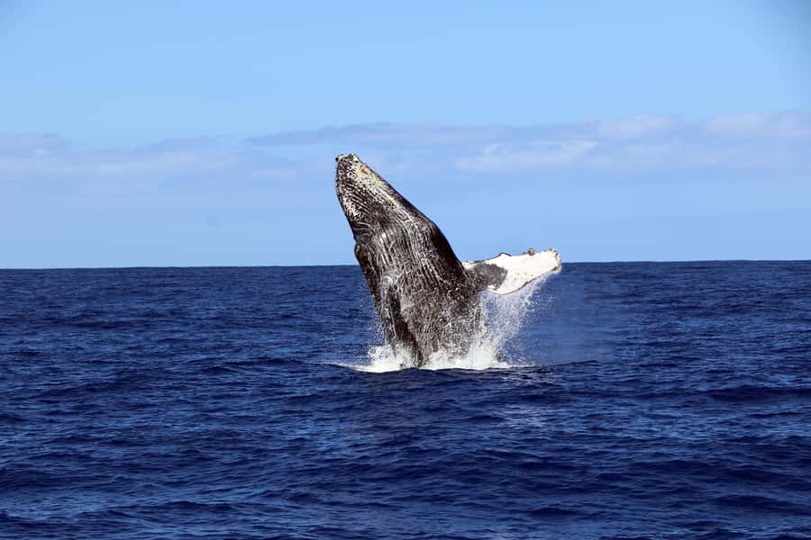 Oahu: Snorkeling & Dolphin Watch Cruise with Hawaiian Buffet - Timing, Duration, and How to Pick Morning vs Afternoon vs Sunset