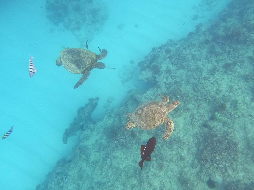 Oahu Snorkeling with Turtles, Water Scooter, Paddleboard - Snorkeling with green sea turtles: gear, guidance, and how to maximize sightings